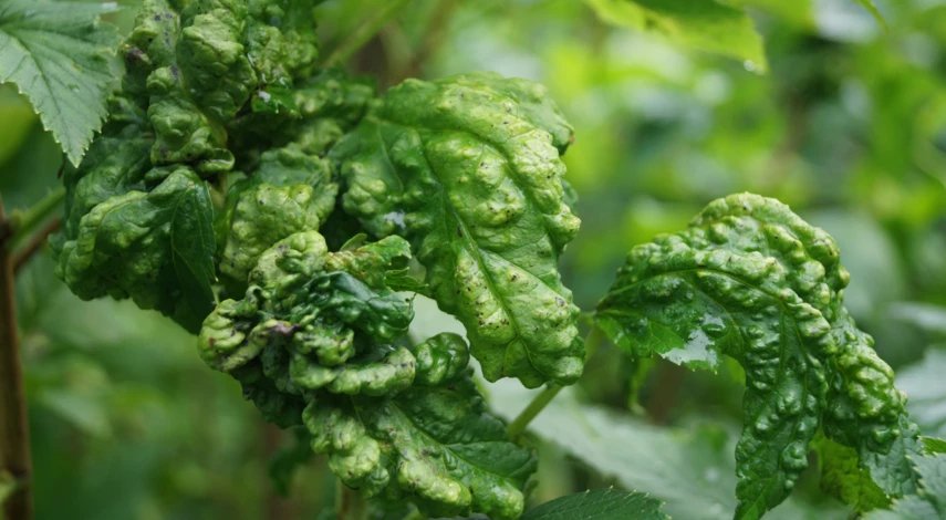 Признаки поражения смородины тлей