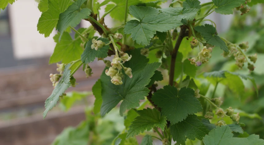 Тля на смородине