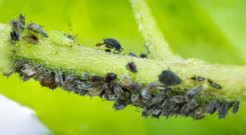 Тля на смородине