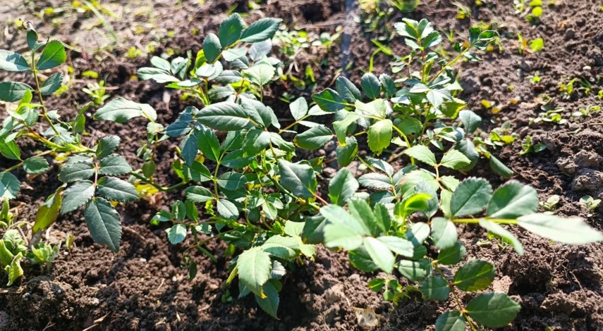 Борьба с тлей в розарии