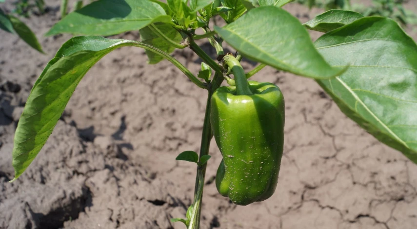 Высадка рассады перца в грунт