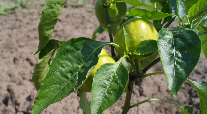 Посадка перца в открытый грунт