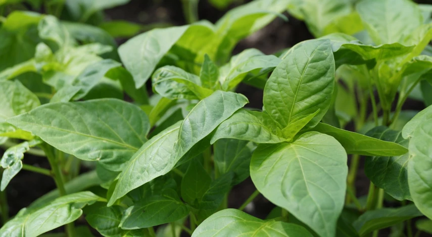 Высадка рассады перца