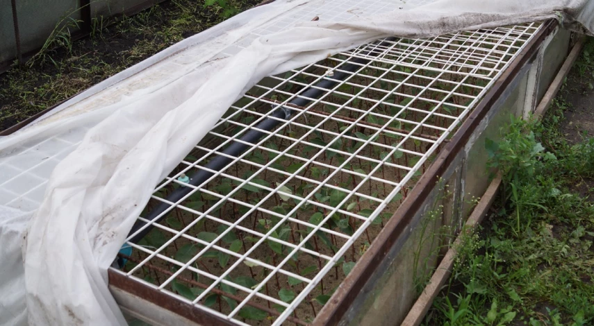 Доращивание черенков винограда