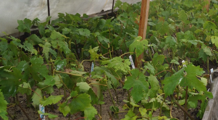 Черенки винограда в теплице