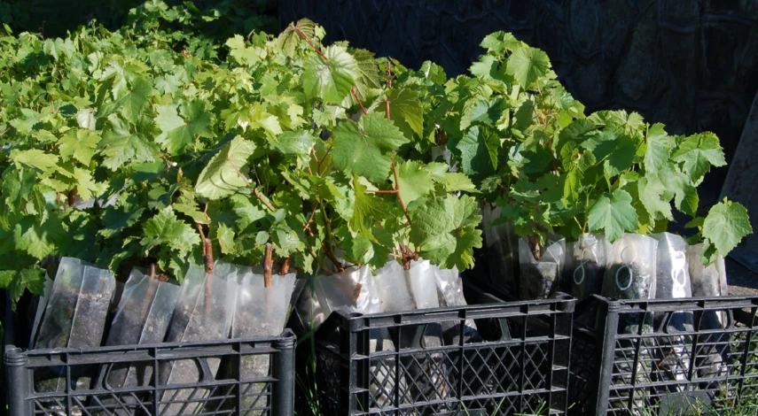 Саженцы винограда