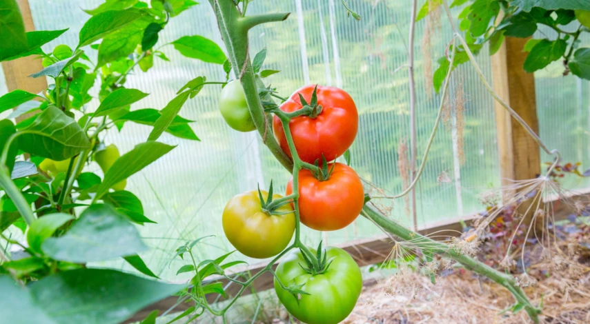 Посадка томатов в теплице