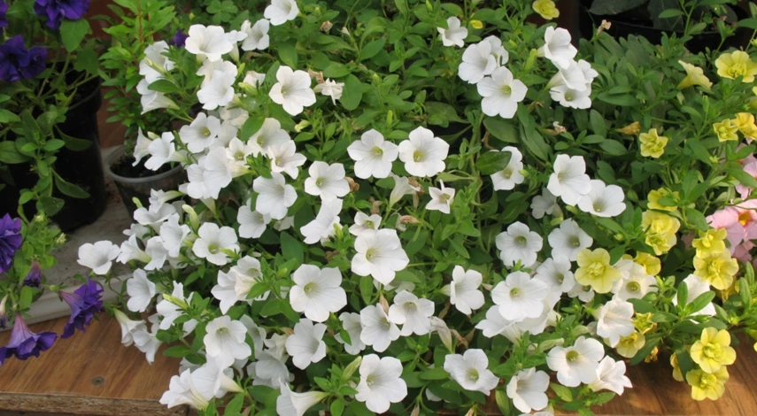 Цветение петунии ампельной