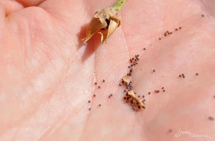 Посев семян петунии ампельной