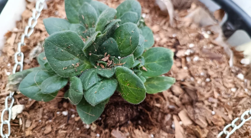 Полив петунии в грунте