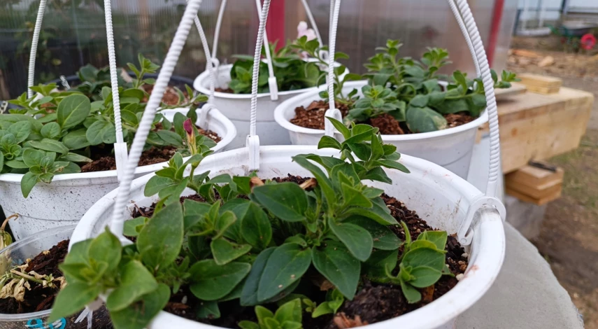 Полив петунии в кашпо