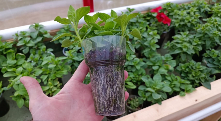 Как поливать петунию