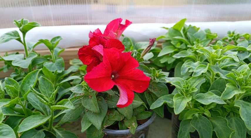 Полив петунии для цветения