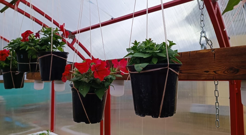 Полив петунии для активного роста