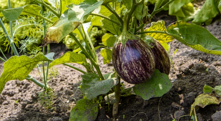 Подкормка баклажанов