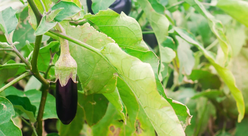 Удобрение баклажанов в теплице