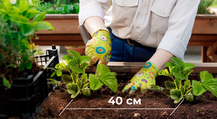 Удобрение клубники