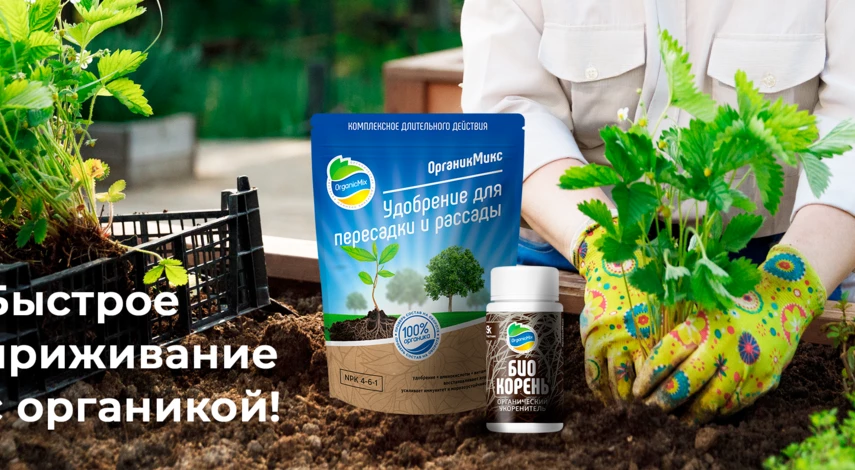 Подкормка клубники при посадке