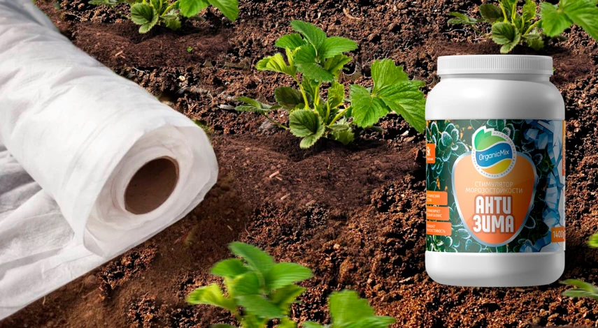 Подкормка клубники