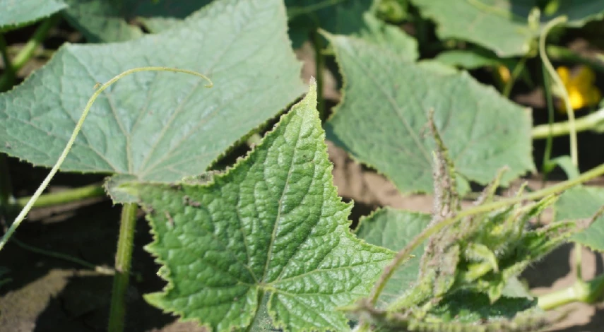 Чем подкормить огурцы в теплице