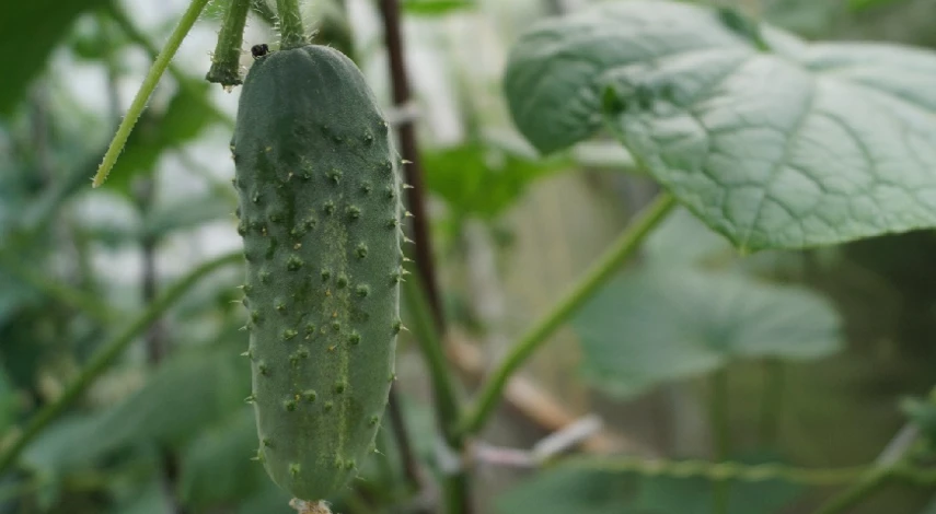 Подкормка огурцов