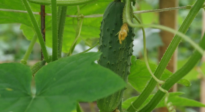 Удобрения для огурцов в теплице
