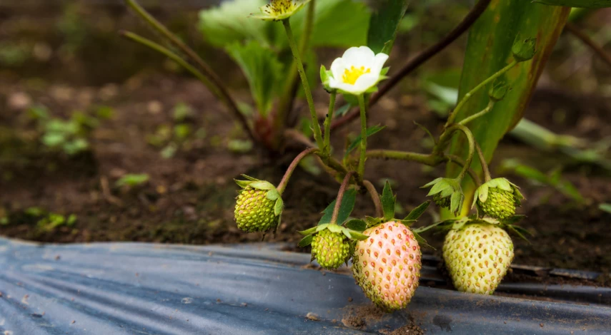 Борьба с долгоносиком на клубнике