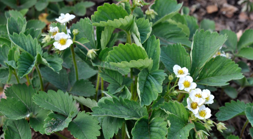 Как бороться с долгоносиком на клубнике