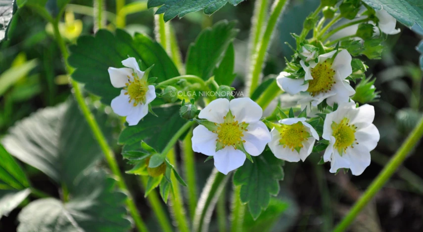 Чем обработать клубнику от долгоносика