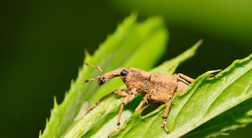 Опрыскивание клубники от долгоносика