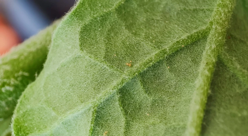Паутинный клещ на розах