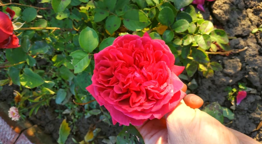 Как бороться с паутинным клещом