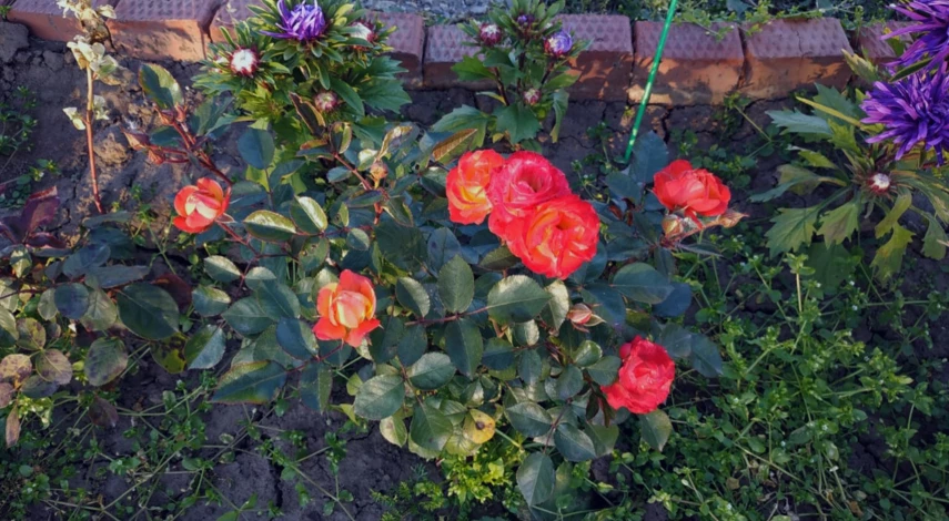 Биопрепараты от паутинного клеща