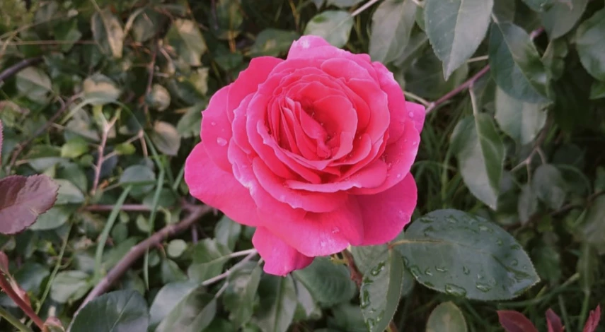 Химические средства от паутинного клеща