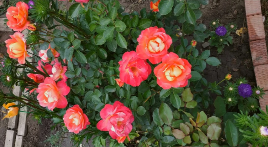 Народные методы борьбы с клещом на розах