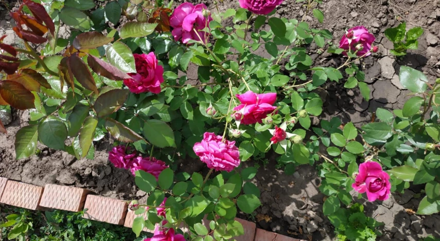 Как бороться с клещом на розах