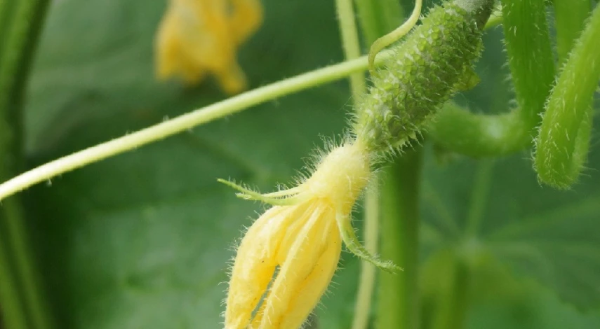 Уход за огурцами в теплице