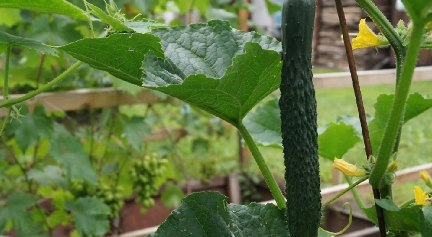 Секреты хорошего урожая огурцов