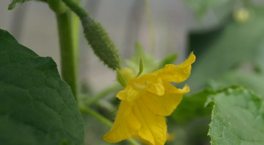 Секреты выращивания огурцов