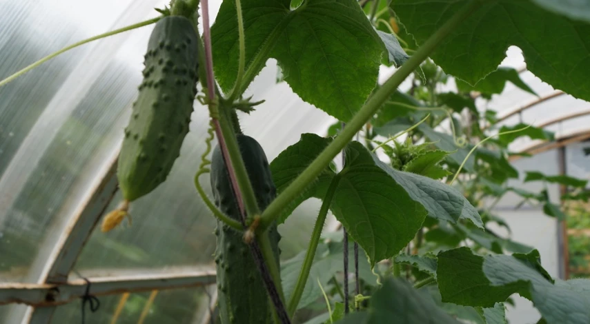 Как выращивать огурцы в теплице