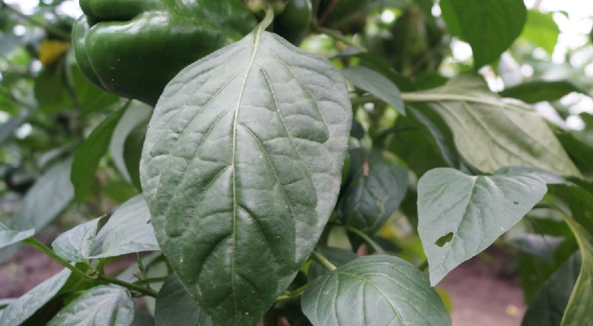 Подкормка перца в теплице после посадки