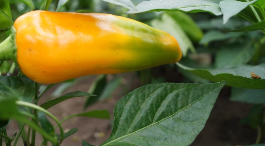 Органические подкормки перца