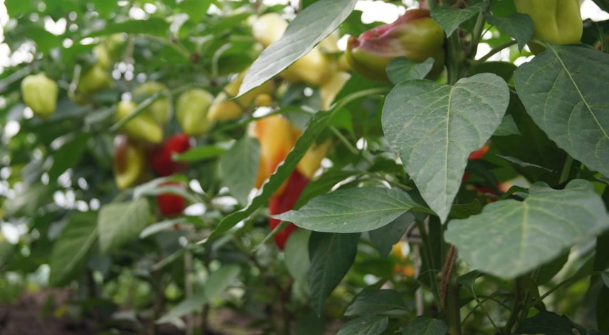 Подкормка перца для роста