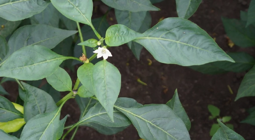 Подкормка перца для завязи