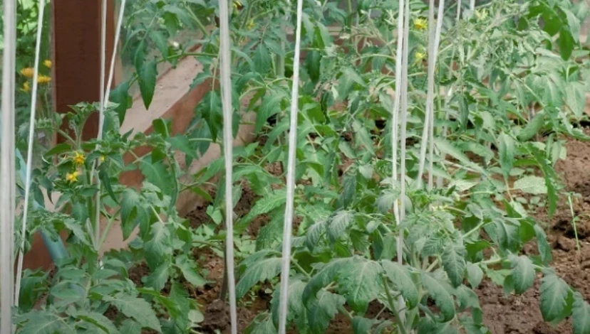 Пасынкование высокорослых томатов