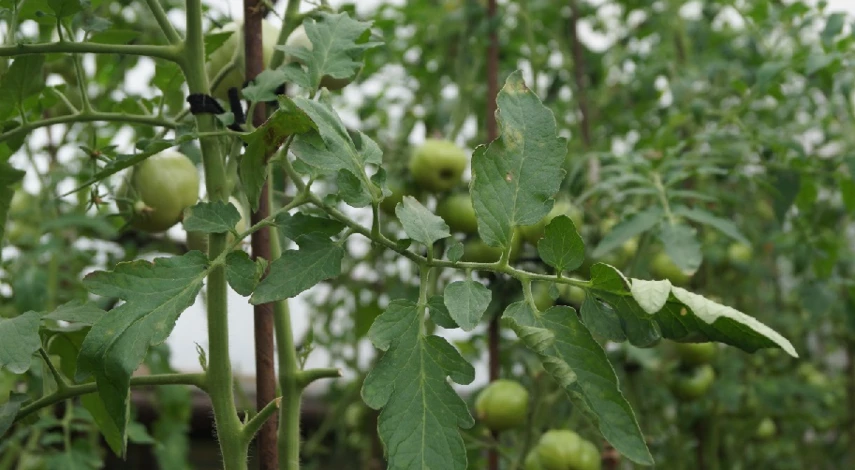 Как пасынковать томаты