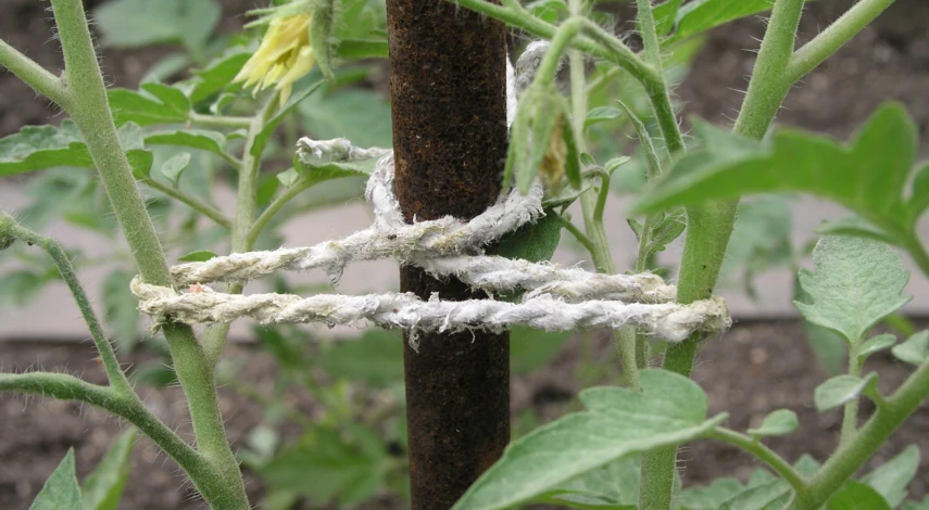 Подвязка томатов к кольям