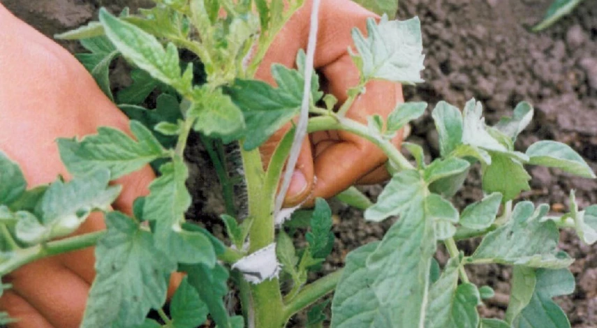 Как подвязать помидоры в теплице