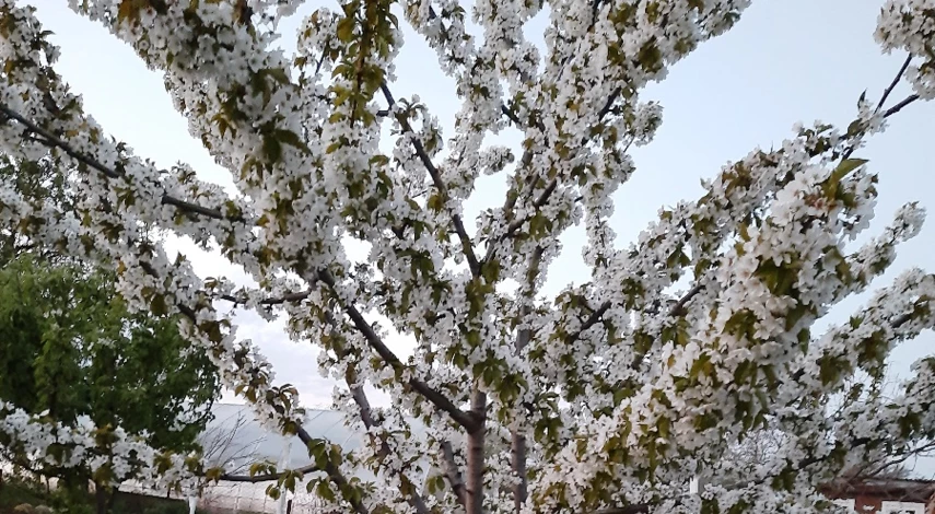 как посадить черешню на участке