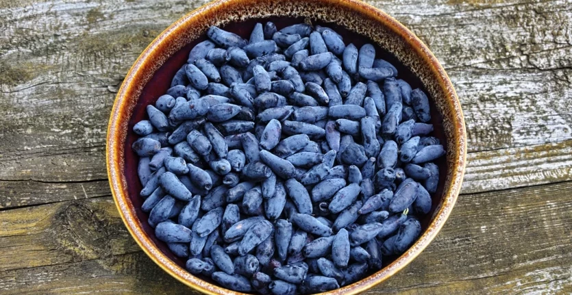 Ягоды жимолости